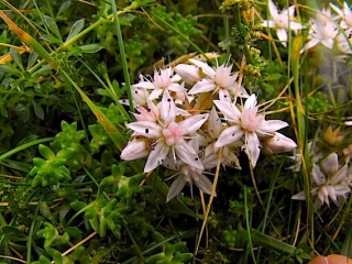  English stonecrop 